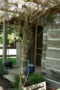 Modern Homesteading, Rural Living and Self-Reliance – Where to Start Image